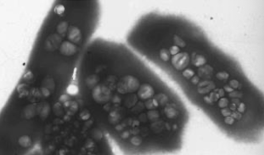 <p>Specialized Structures- <span style="color: rgb(0, 0, 0)">Gas Vesicles: Protein shell permeability</span></p>