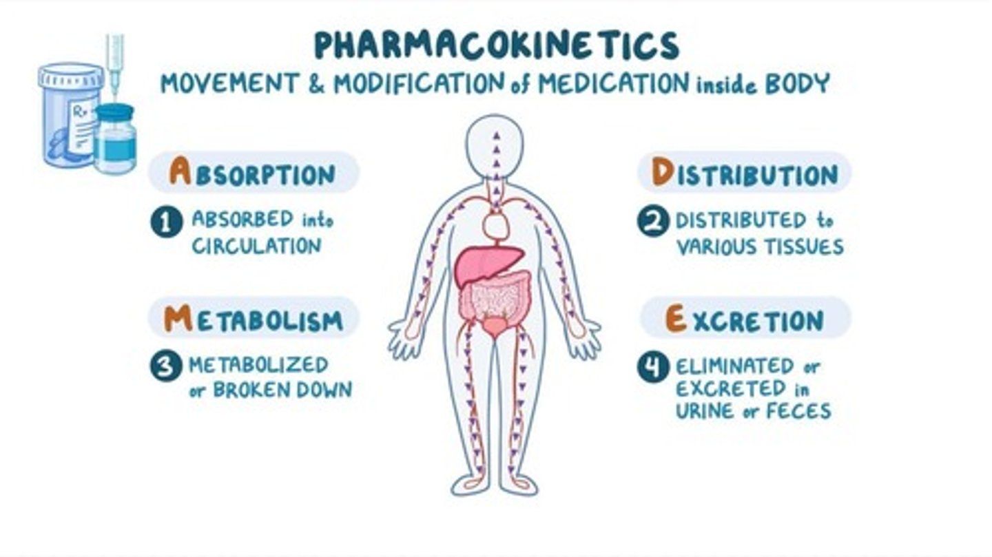 <p>Movement and modification of medications in the body.</p>