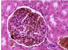 <p>what tissue is this?</p>
