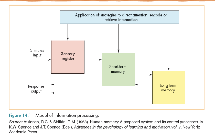 <p>Information flows through each stage; we use different mental strategies to retain the information.</p>