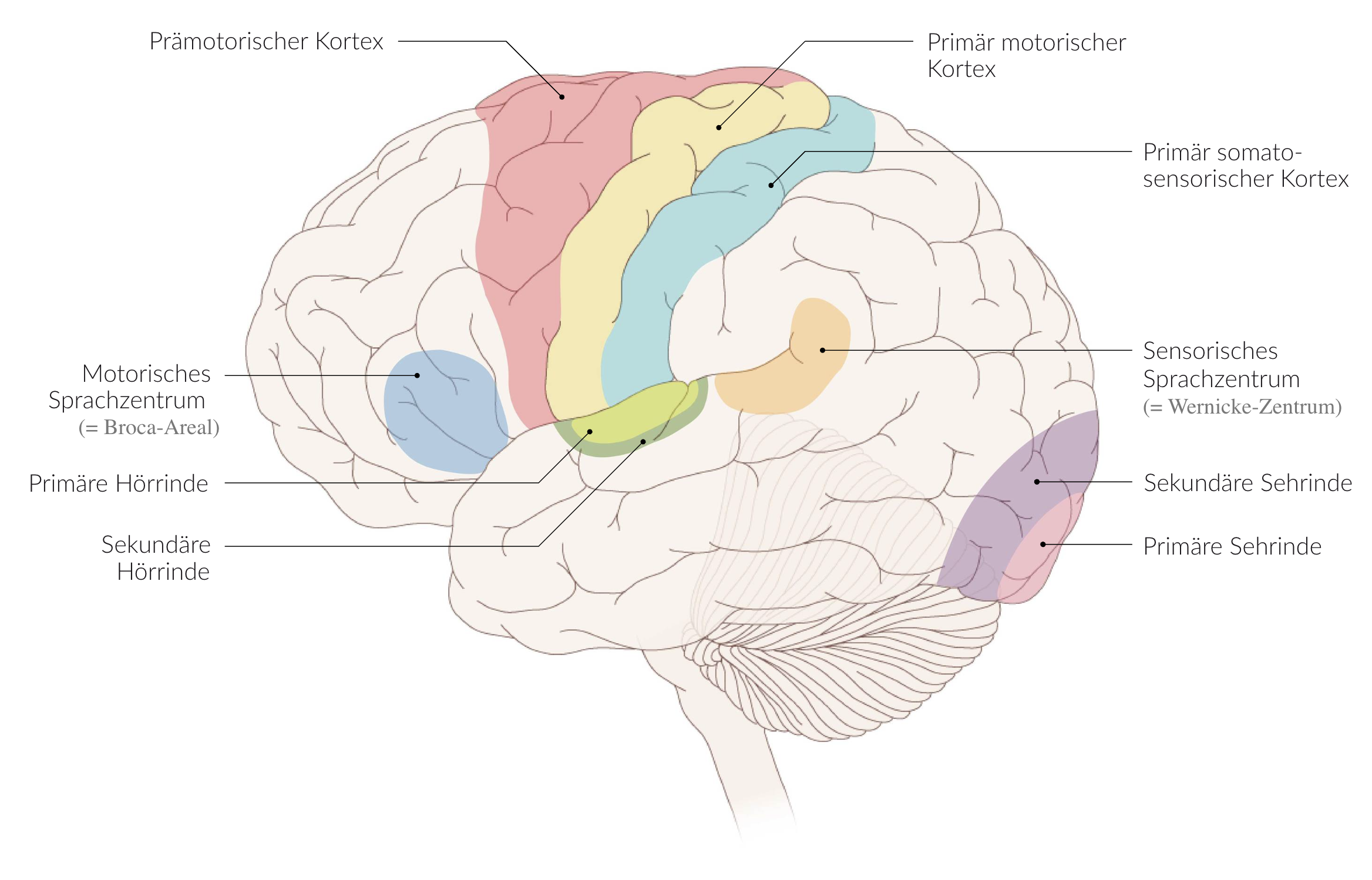 <p>E. Superior temporal gyrus (Gyrus temporalis superior)</p>