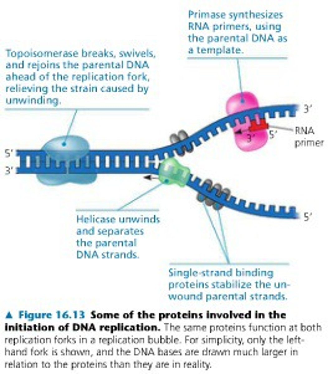 <p>The production of two identical copies of a DNA molecule. Must occur before mitosis and meiosis and held together by a centromere.</p>
