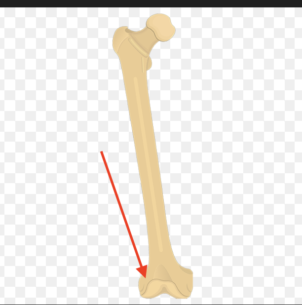 <p>the posterior/lateral large bump (opposite side of the head)</p>