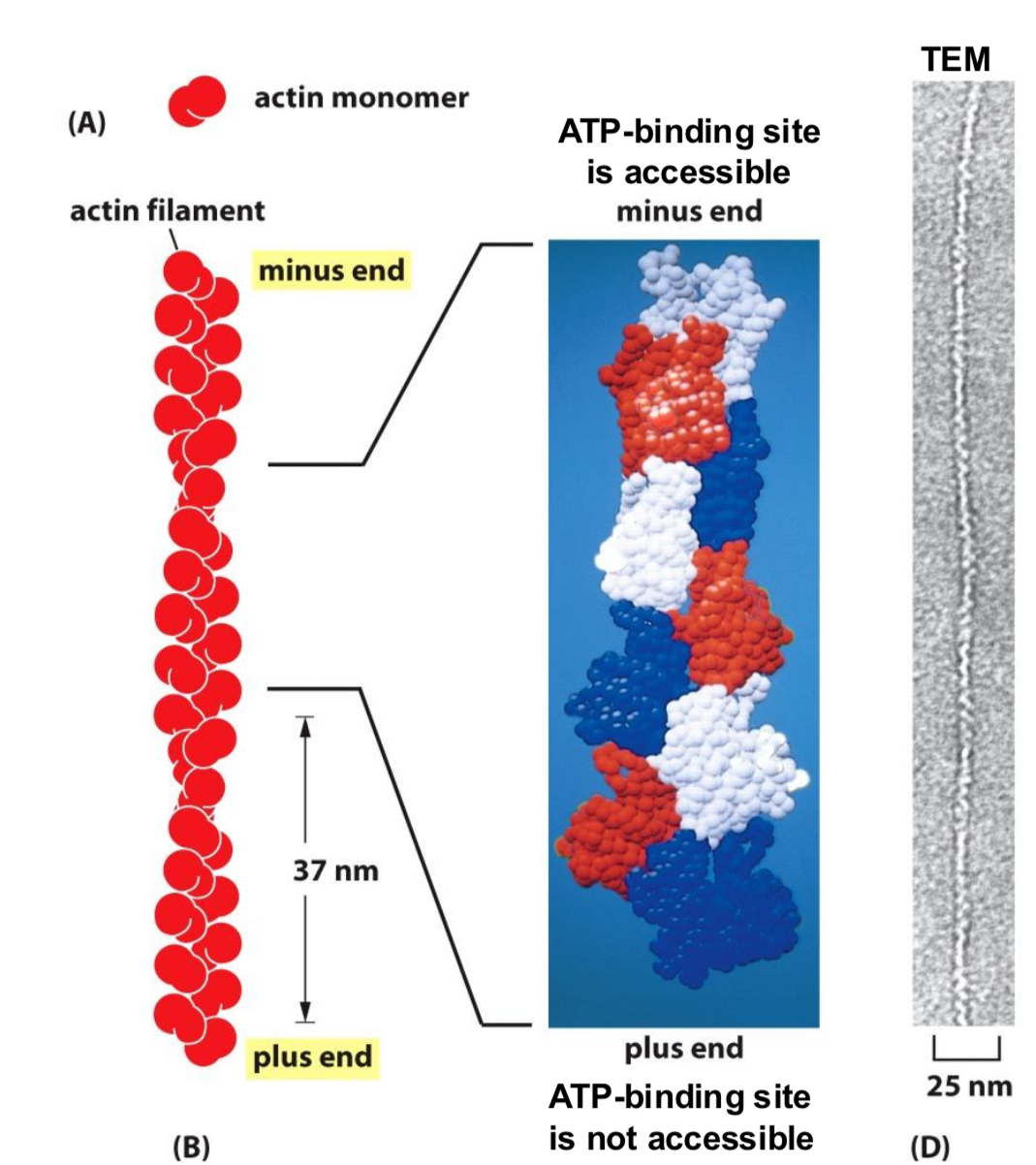 <p>Twisted two strand strucutre, 8 -9 nm diameter</p><p>Made of </p><ul><li><p>G actin: globular, monomeric actin</p></li><li><p>F actin: filamentous actin polymer<br></p></li></ul><p></p>