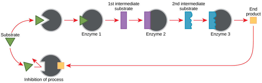 <p>A series of defined steps, each catalyzed by a specific enzyme, that begins with a specific molecule and results in a certain product.</p>