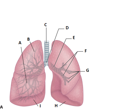<p>label i and h</p>