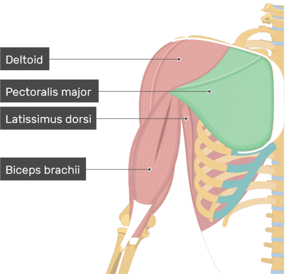 Flexion, Adduction and medial rotation at shoulder