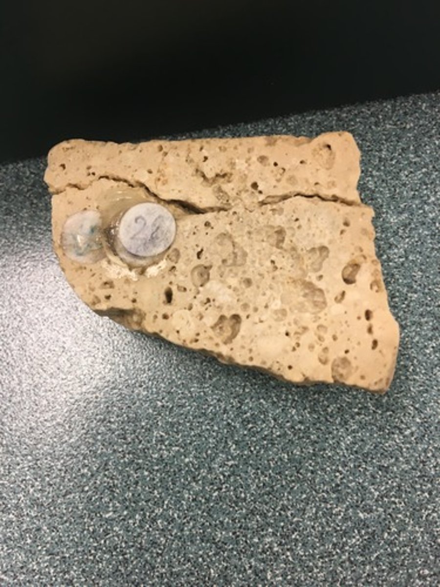 <p>looks like sponge coliformy</p>