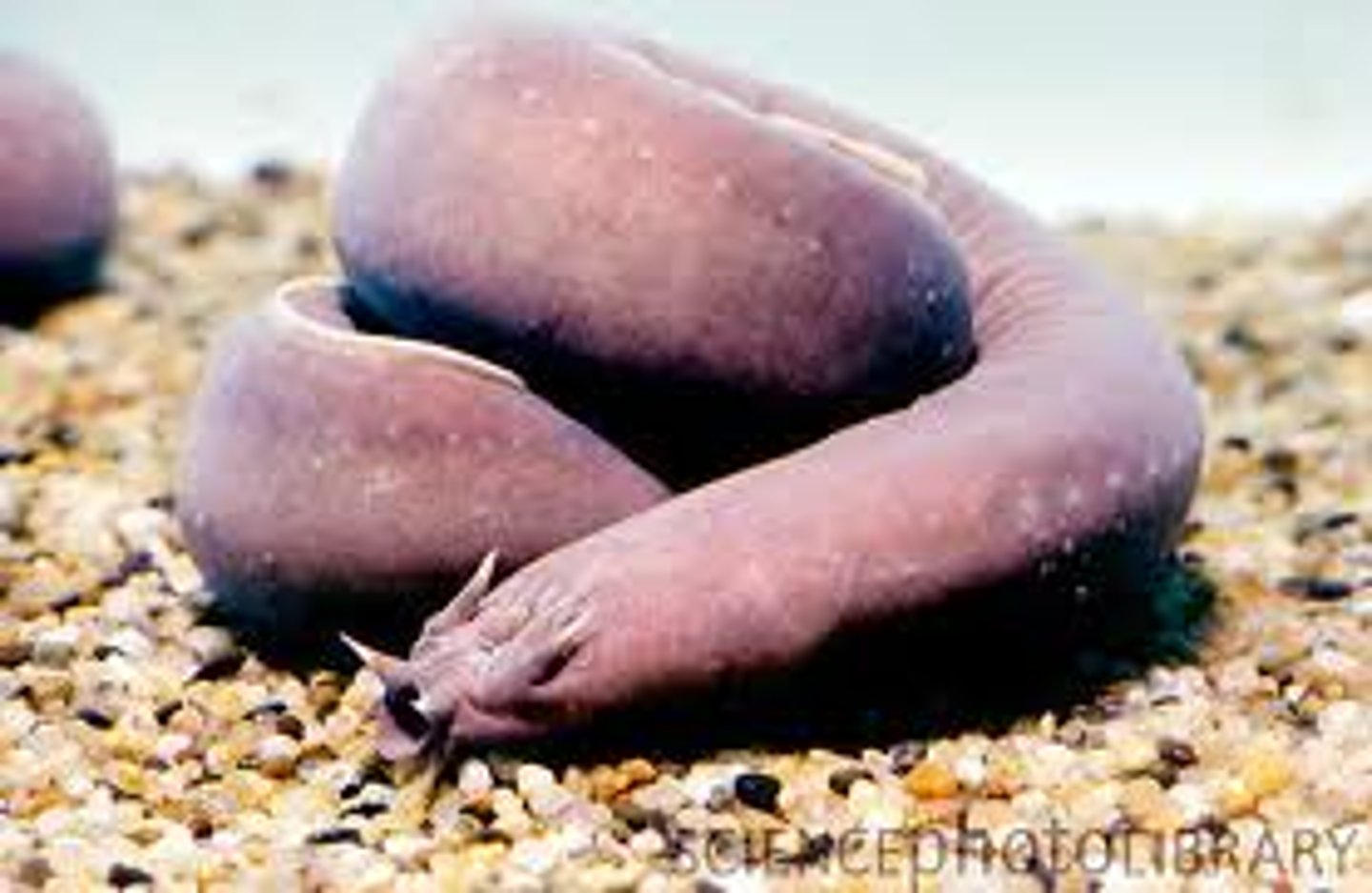 <p>hagfish</p><p>lack jaws and has rudimentary vertebrae</p><p>skull made of cartilage</p><p>slimey to repel other scavengers and coats gill of predators</p><p>have tongue-like structure called "rasping tongue"</p><p>cyclostomes + sister group to lampreys</p>