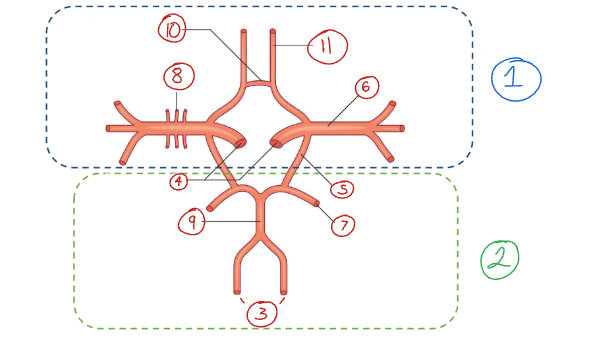 <p>Label this diagram of the circle of Willis</p>