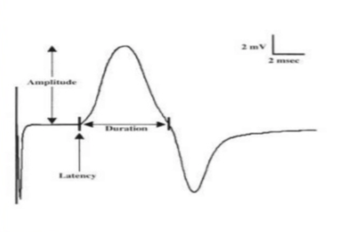<p>compound muscle action potential</p>
