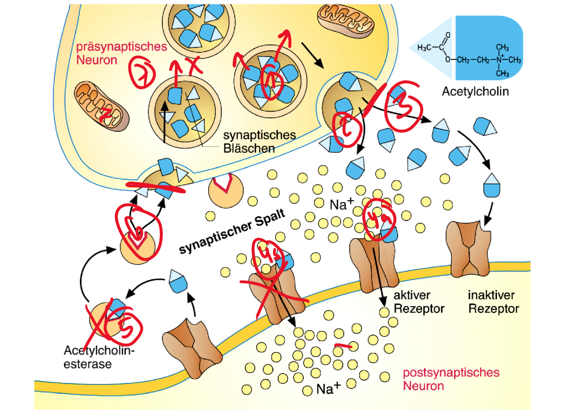 <p>erkläre wie die synapse beeinflusst werden kann und hemmend oder fördernd?</p>