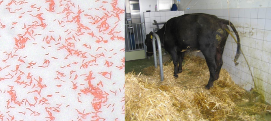 <p>Diarrhea (sometimes bloody), fever, abdominal pain, infertility, abortion in cattle</p>