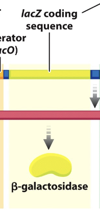 <p>the gene for beta-galactosidase, which cleaves the lactose molecule into its glucose and galactose constitutents</p>