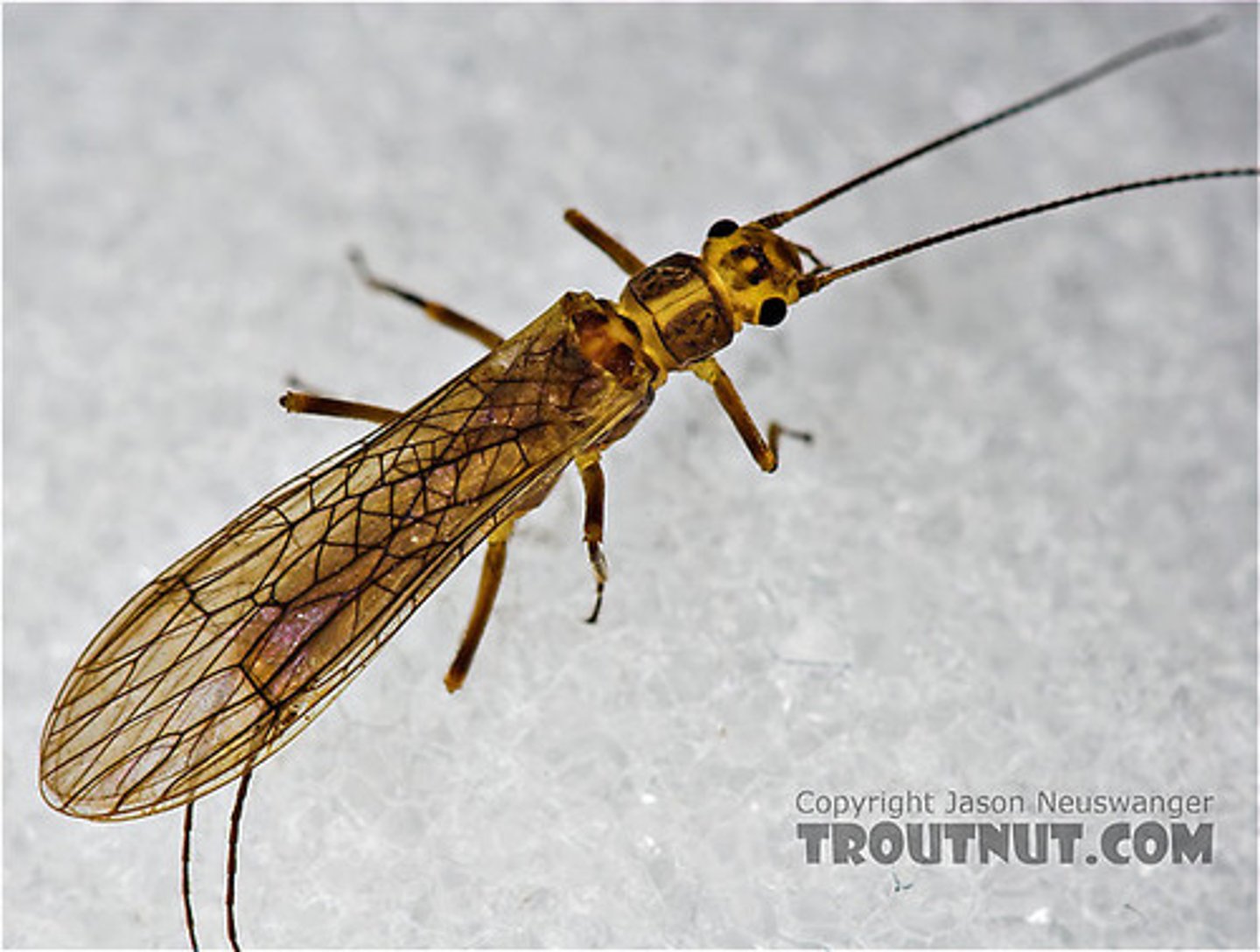 <p>Stoneflies</p>