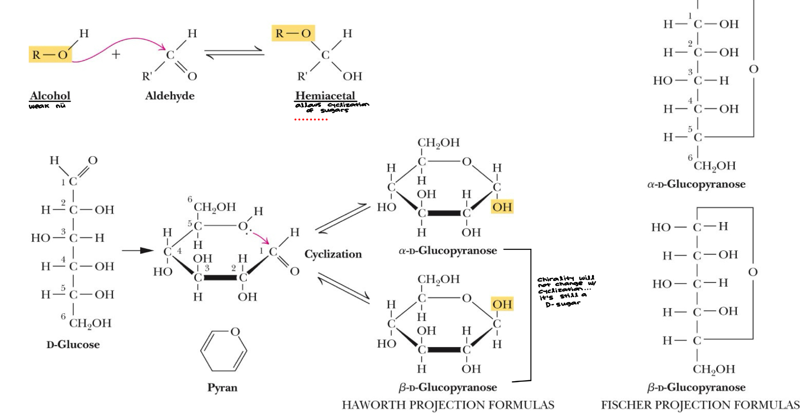 <ul><li><p>Example: Aldose (aldehyde functional group and alcohol functional group)</p></li><li><p>Chemistry: <strong>C1 - aldehyde, C5 - alcohol </strong>- Form a 6 membered ring structure&nbsp;“pyranose”&nbsp;</p></li></ul><p></p>