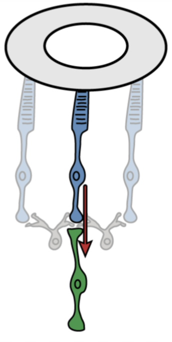 <p>Depolarizes (turns on) with <strong>light</strong></p><p>Lateral inhibition when surround is hit with light.</p>