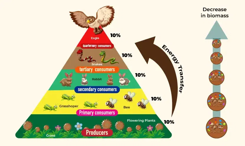 <p>Model of a pyramid food chain using numbers, biomass, and productivity at each level.</p>