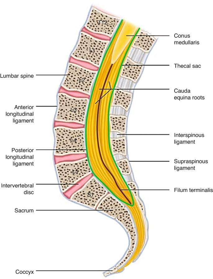 <p>Extends from the foramen magnum to L1-L2 in adults (L2-3 in children) at the conus medullaris</p><ul><li><p>filum terminale = CT filament extending from tip of conus medullaris</p></li></ul><p></p>