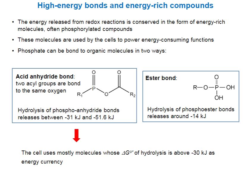 <p>High energy bonds and energy rich compounds</p>