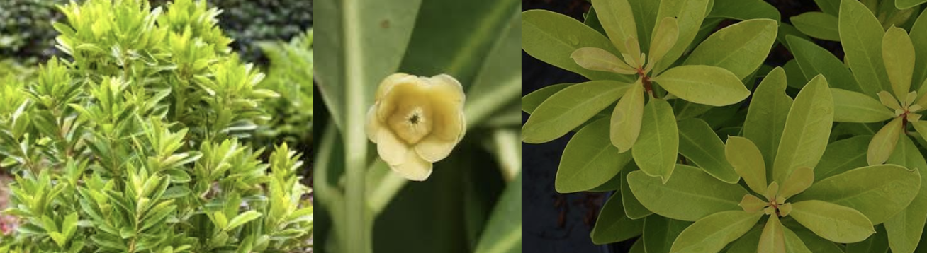 <p>Florida sunshine</p>