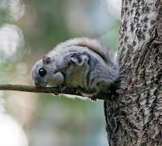 <p><em>Pteromys volans</em></p>