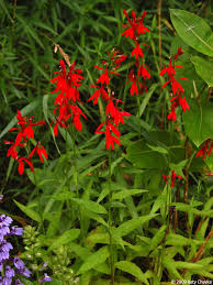 <p>Cardinal flower (<em>Lobelia cardinalis</em> L.)</p>