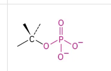<p>Single Phosphate group (PO<sub>3<sup>2-) </sup></sub>bonded to a molecule</p>