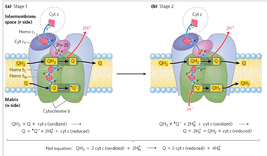 <p>Q cycle is a process occurs in complex 3→ helps transfer e from QH2 (2xe) to cyt c (only carry 1 e)</p><p>QH2→ carries 2 e→ Q cycle splits the e to different paths→ efficient transfer</p><p>Never a release of the radical formed!</p><p>Stage 1: E moves from QH2 (ox) → complex 3 + release H+ at one side</p><p>Stage 2: Other side→ Q is reduced and protons are taken up</p>