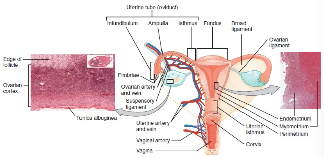 <p>High concentrations of estrogen occurring at the time of ovulation induce contractions of the smooth muscle along the length of the uterine tube. They occur every 4-8 seconds and the result is a coordinated movement that sweeps the surface of the ovary and pelvic cavity.</p><p>Once the oocyte-granulosa complex is pulled into the interior of the tube, muscular contractions and beating cilia move the oocyte toward the uterus. When fertilization occurs, the sperm meets the egg while it is still moving through the ampulla.<br><br>If successfully fertilized, zygote begins dividing and makes into the uterus. If not fertilized, the egg degrades.</p>