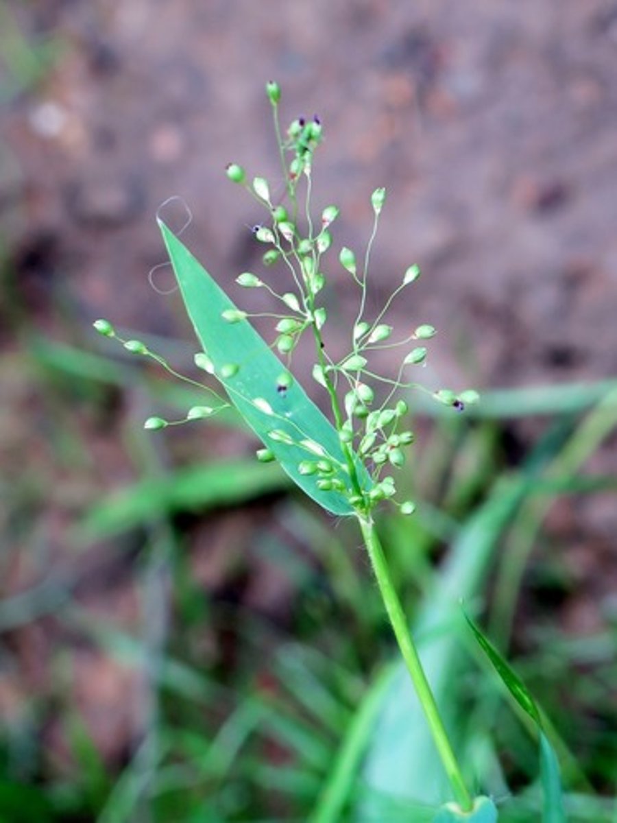 <p>Cool-season bunch grass, short, flat wide blades, panicles are open and ovate</p>
