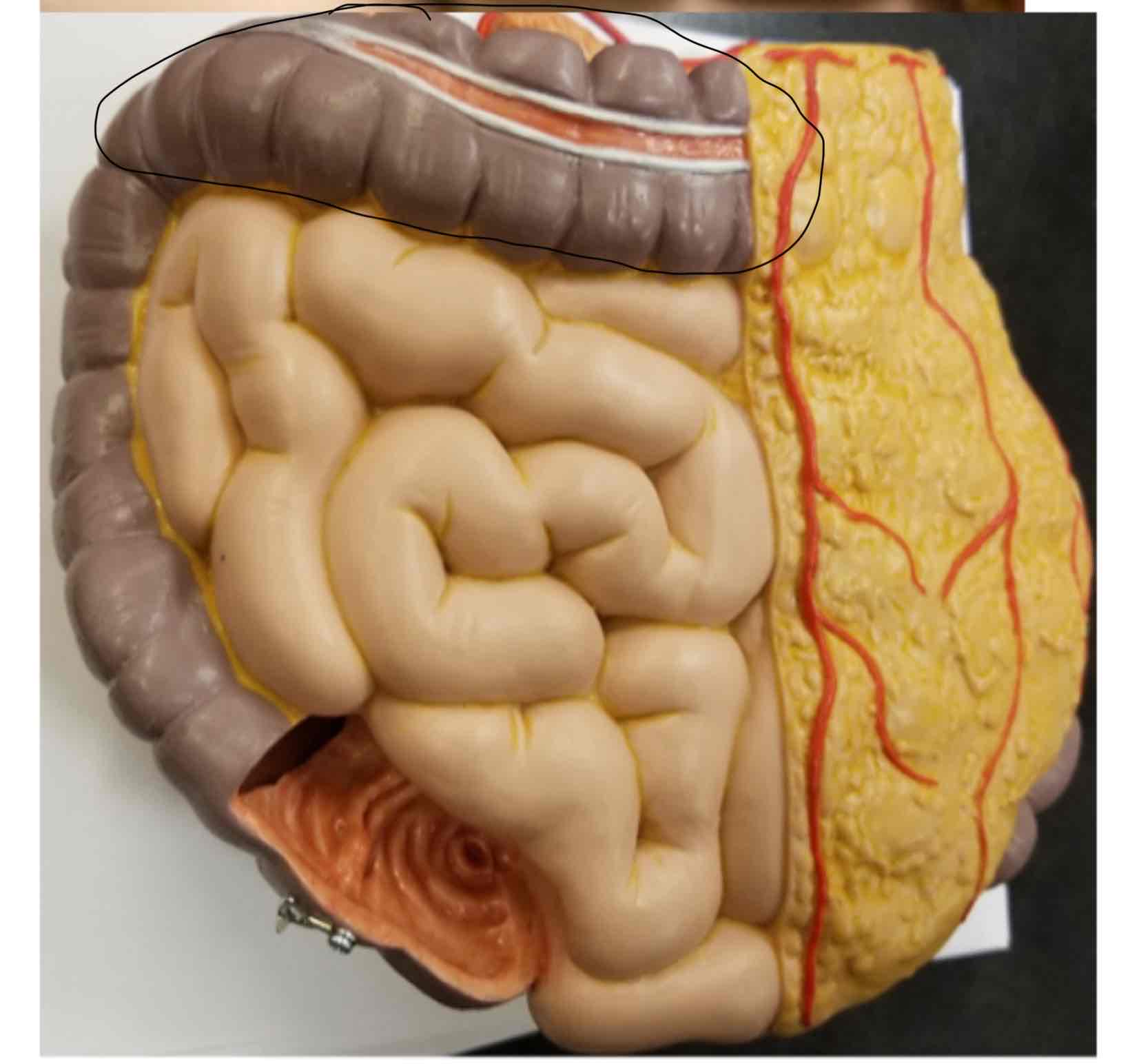 <p>Transverse Colon</p>