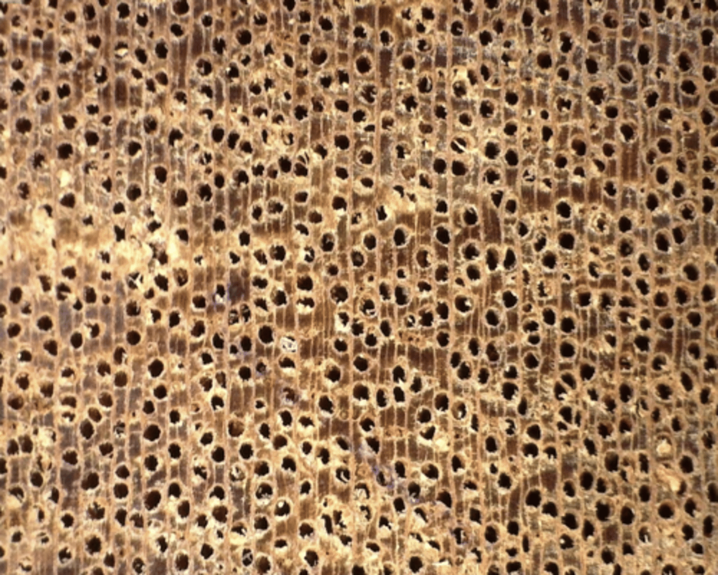 <p>Wood reddish brown; large pores, in echelon; diffuse resin ducts; broad wood rays</p>