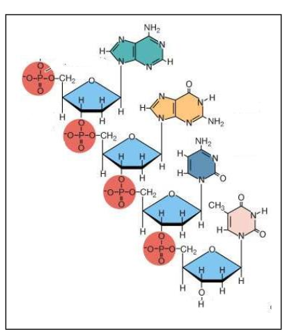 <p>Which of the four organic biomolecules is pictured here?</p>