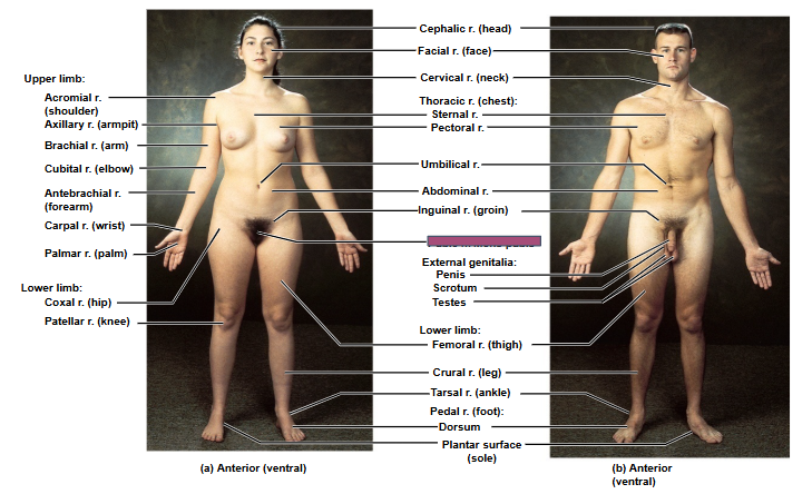 <p>Based on this anterior view, what is this region?</p>
