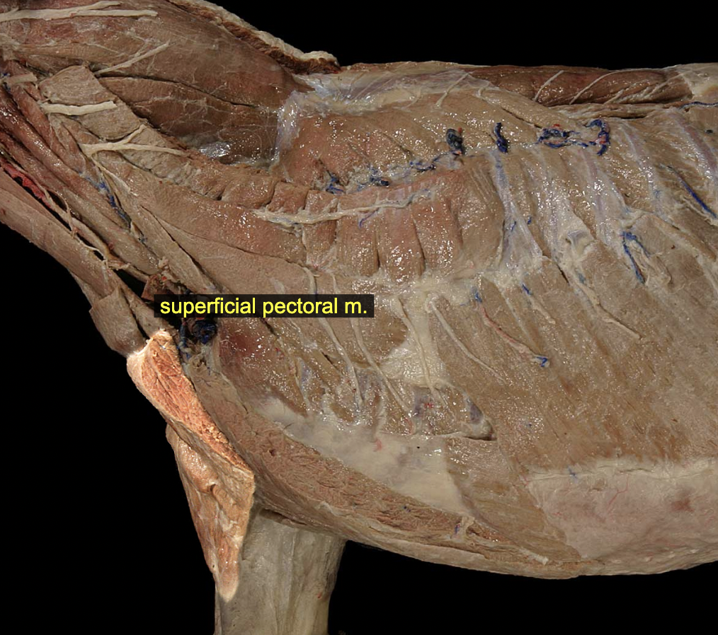 <p>O: Cranial sternum to about the 3rd costal cartilage<br>I: Cranial edge of humerus on a line running distad from the greater tubercle to about the midpoint of the bone</p><p>N: Cranial pectoral nn., cervical nn. 7 &amp; 8<br>A: Adduction of limb; advancement or retraction of the limb, depending on starting position and whether or not the limb is weight-bearing</p>