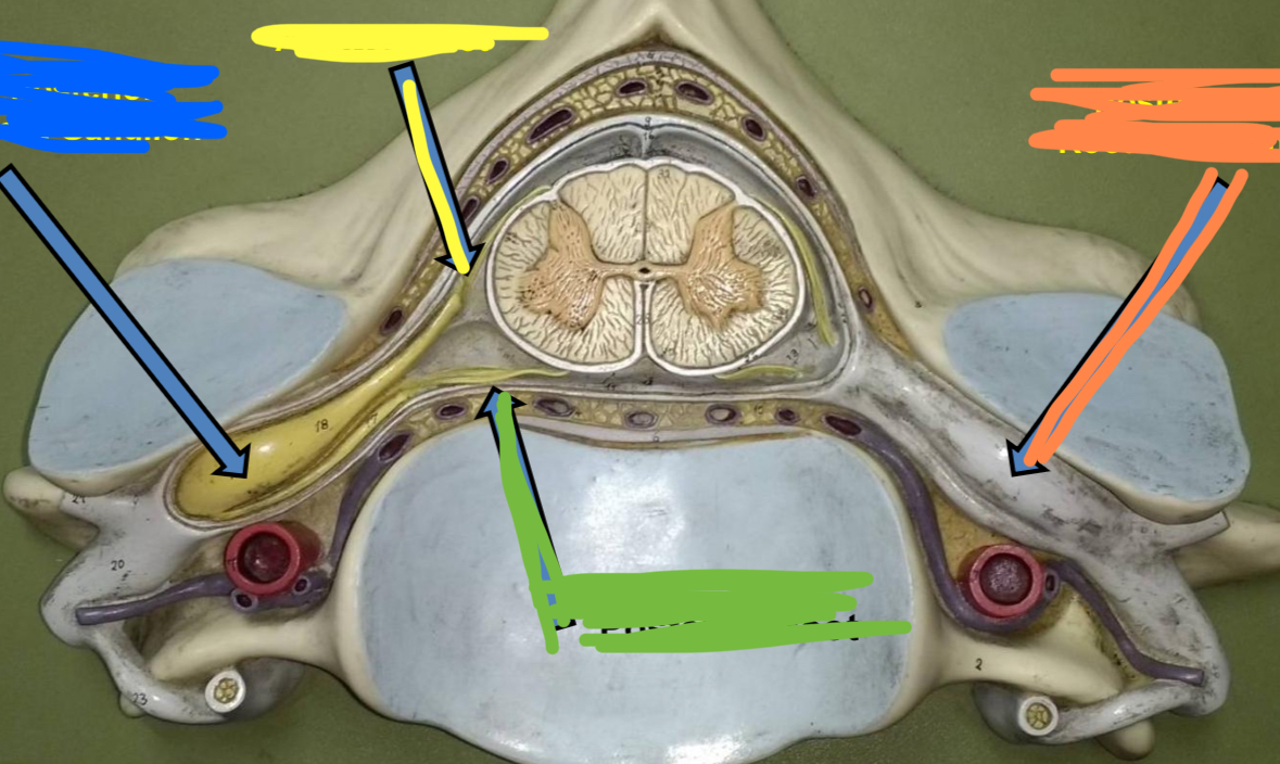 <p>Blue AND Orange points to what part of the spinal nerves</p>