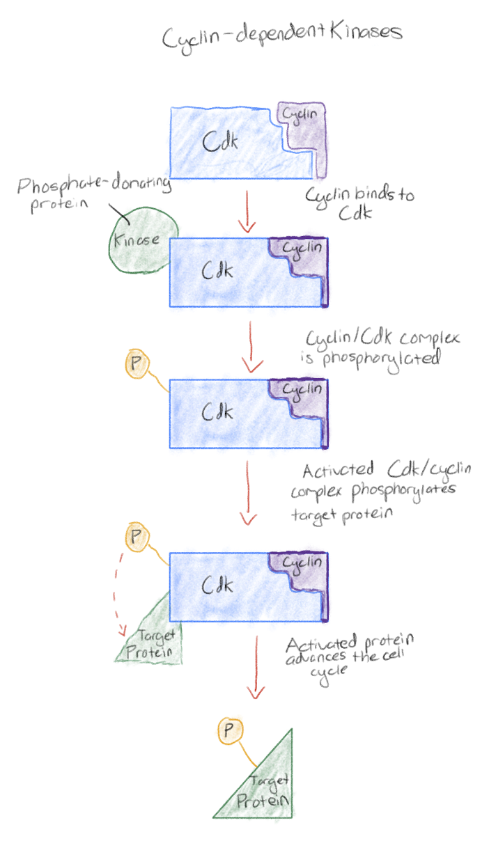 <p>Cyclins and cyclin-dependent kinases (Cdks):</p><p>Involved in go-ahead signal at G<sub>1</sub>&nbsp;and G<sub>2</sub>&nbsp;checkpoints</p><p>Cdks: Active only when attached to cyclin (a protein whose concentration rises and falls within the cell during the cell cycle)</p><p>Cyclins get degraded</p>