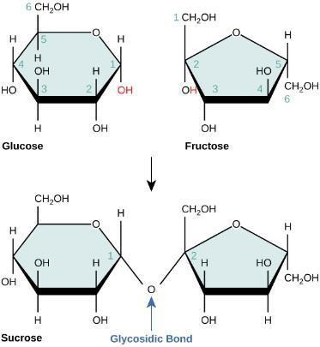 <p>Glucose + Fructose = Sucrose (disaccharide)</p>