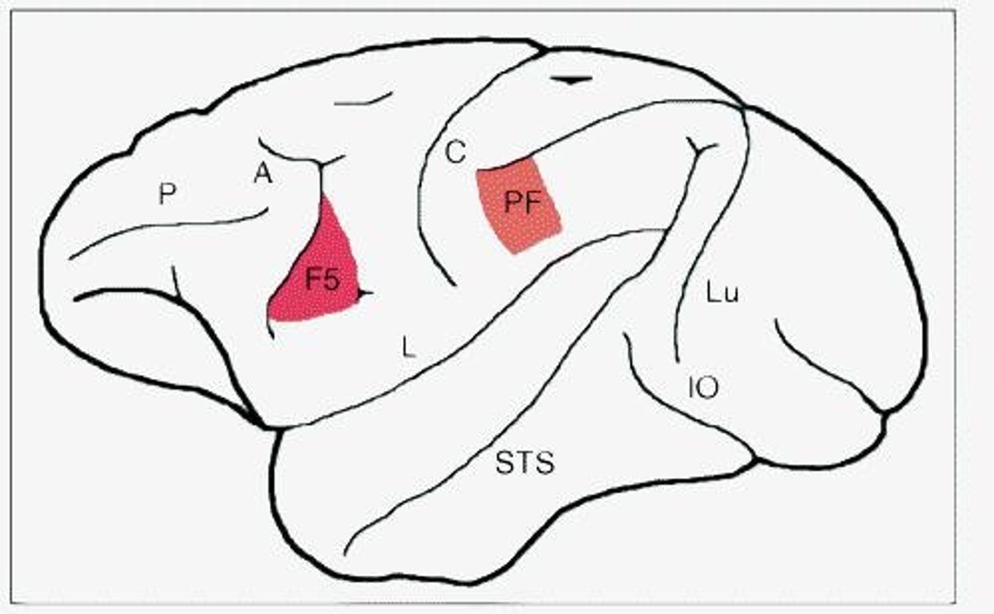 <p>The premotor cortex area F5 and the rostral part of the inferior parietal cortex, linked with the superior temporal sulcus.</p>