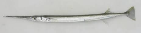 <p>needlefish, dorsal and anal fin at back</p>