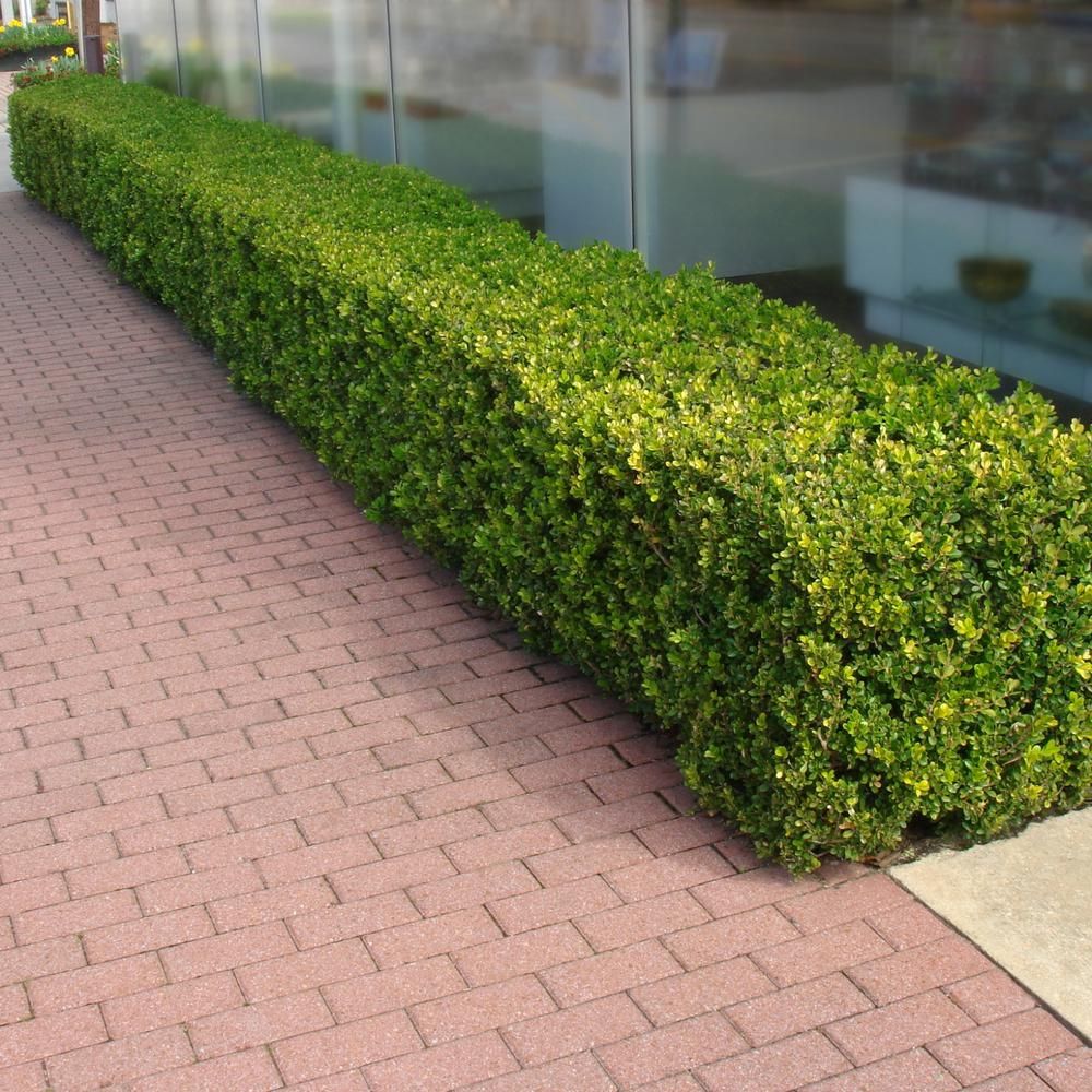<p>hedge</p>