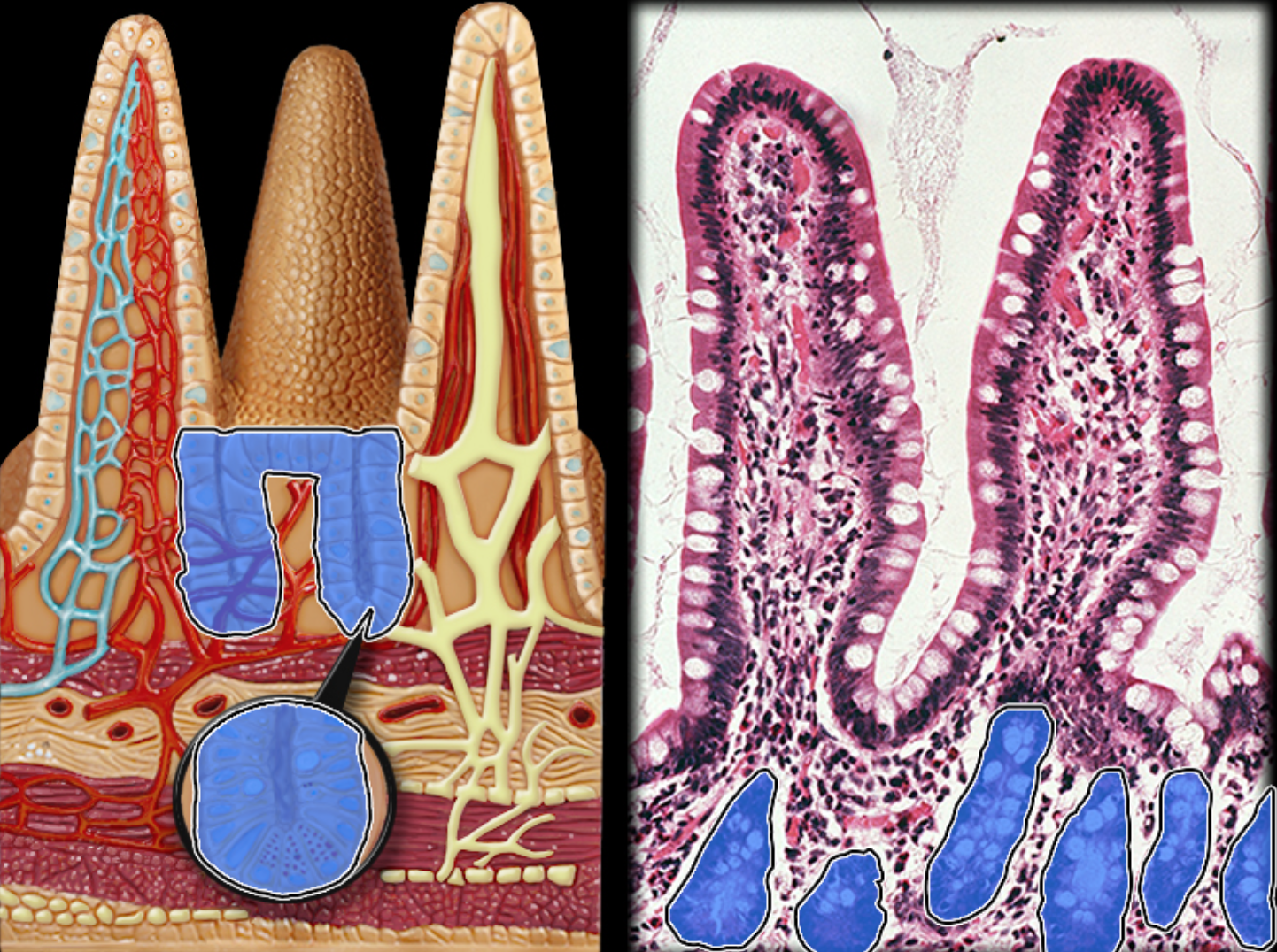 knowt flashcard image