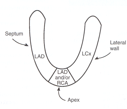 <p>What view of the heart is represented in this image?</p>