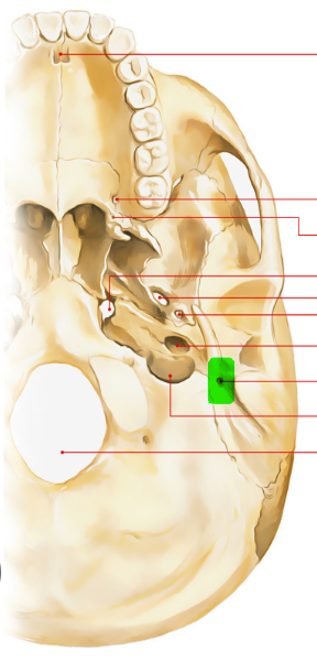 knowt flashcard image
