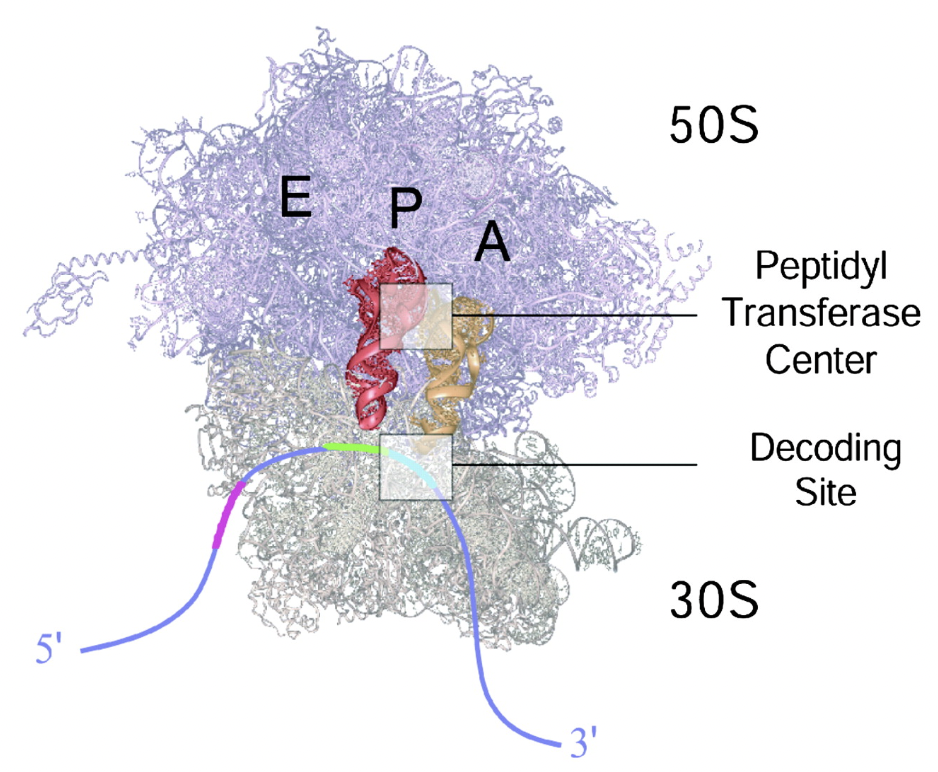 <p>Select the location in the image where the peptide chain is held and grows</p>