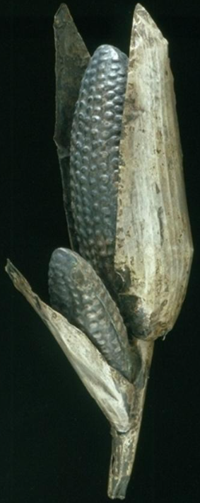 Maize Cobs