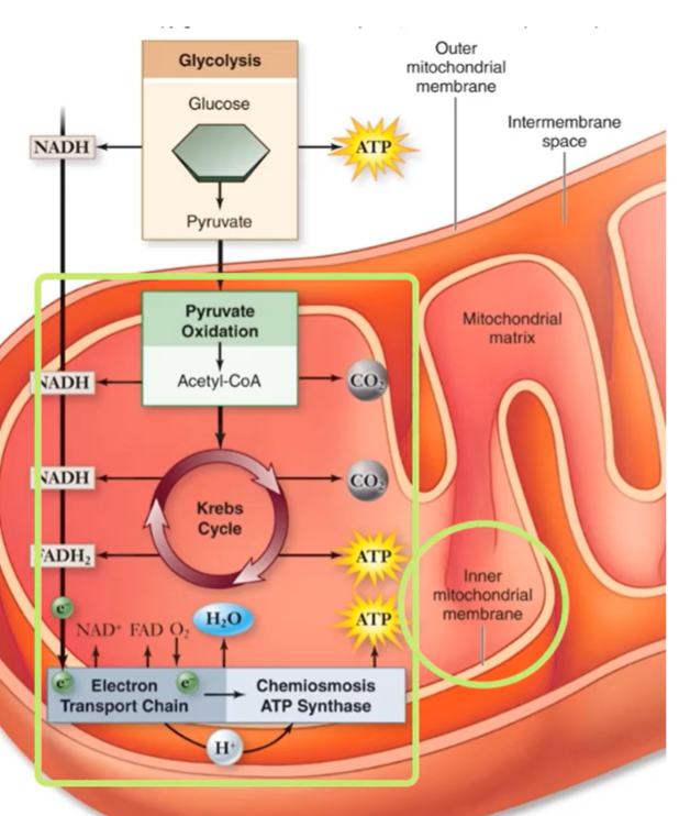 <p>(1) Glycolysis, (2) Pyruvate oxidation, (3) Krebs Cycle, (4) Electron transport chain and chemiosmosis </p>