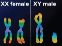<p>Sex chromosomes</p>