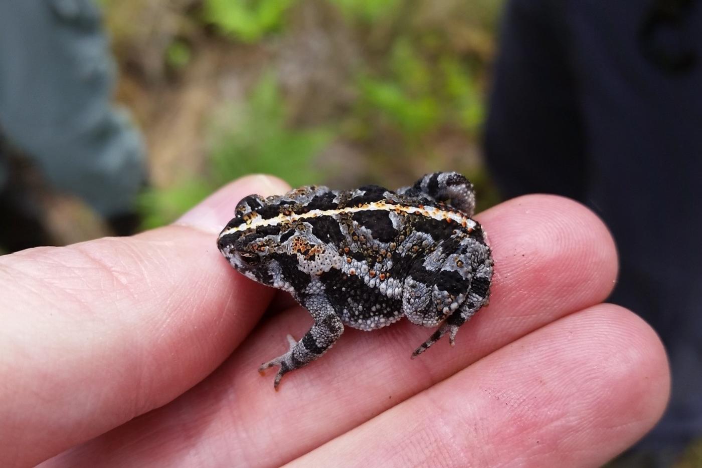 <p>oak toad habitats/range</p>